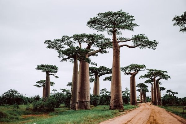 Madagascar : Lieux inoubliables, nature sauvage et côtes de rêve